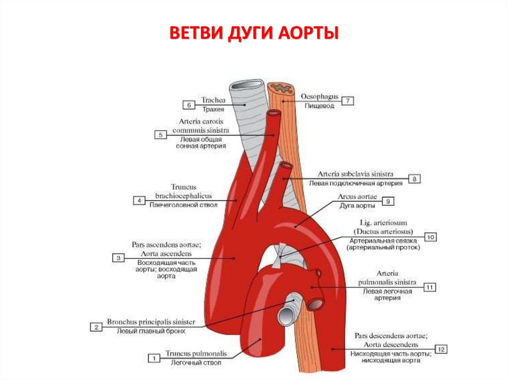 Ветви дуги аорты схема