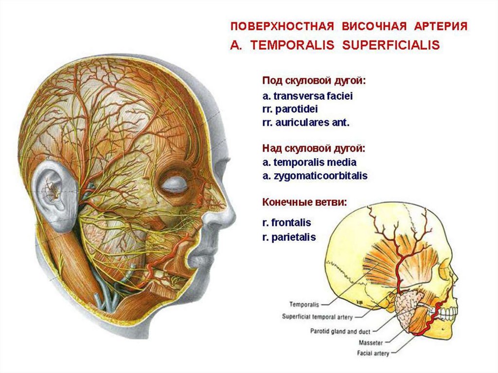 Отделы головы анатомия. Конечные ветви дуги. Серая и белая ветви дуги.