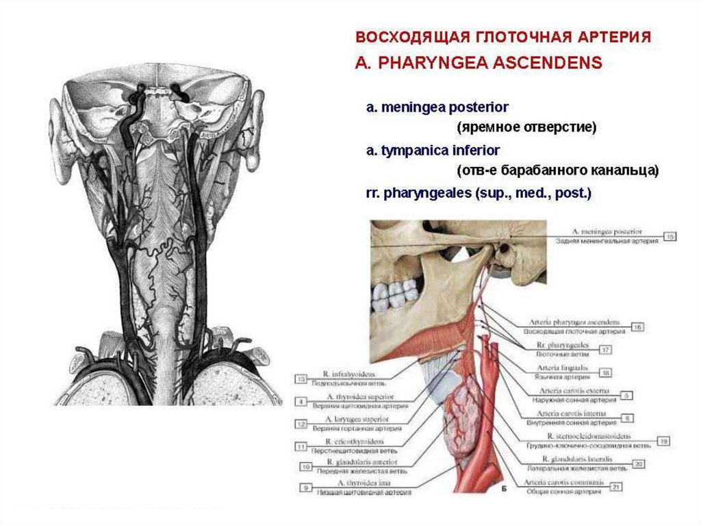 Согласованные и несогласованные определения. Согласованное и несогласованное определение. Subclavia. Arteria cervicālis согласованное определение. Согласованные и несогласованные определения.