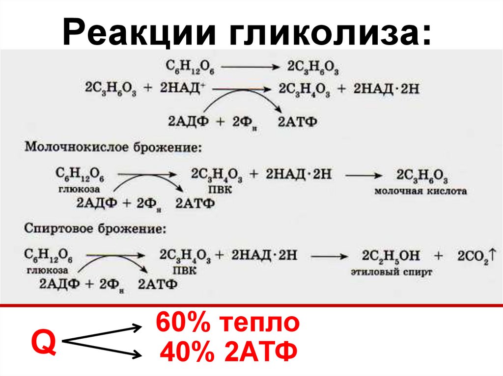 Реакции гликолиза: