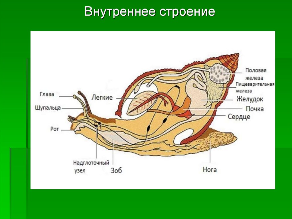 Строение улитки анатомия