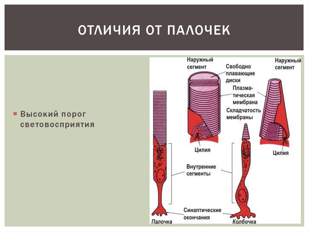 Палочки колбочки находятся в оболочке. Наружный сегмент колбочек. Строение палочек и колбочек. Четыре типа колбочек. Мутация четыре типа колбочек.