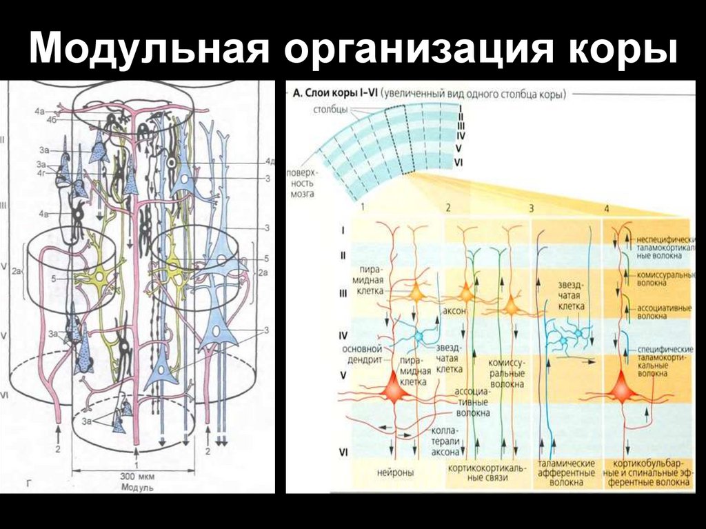 Человек паук моторная кора 2 схема