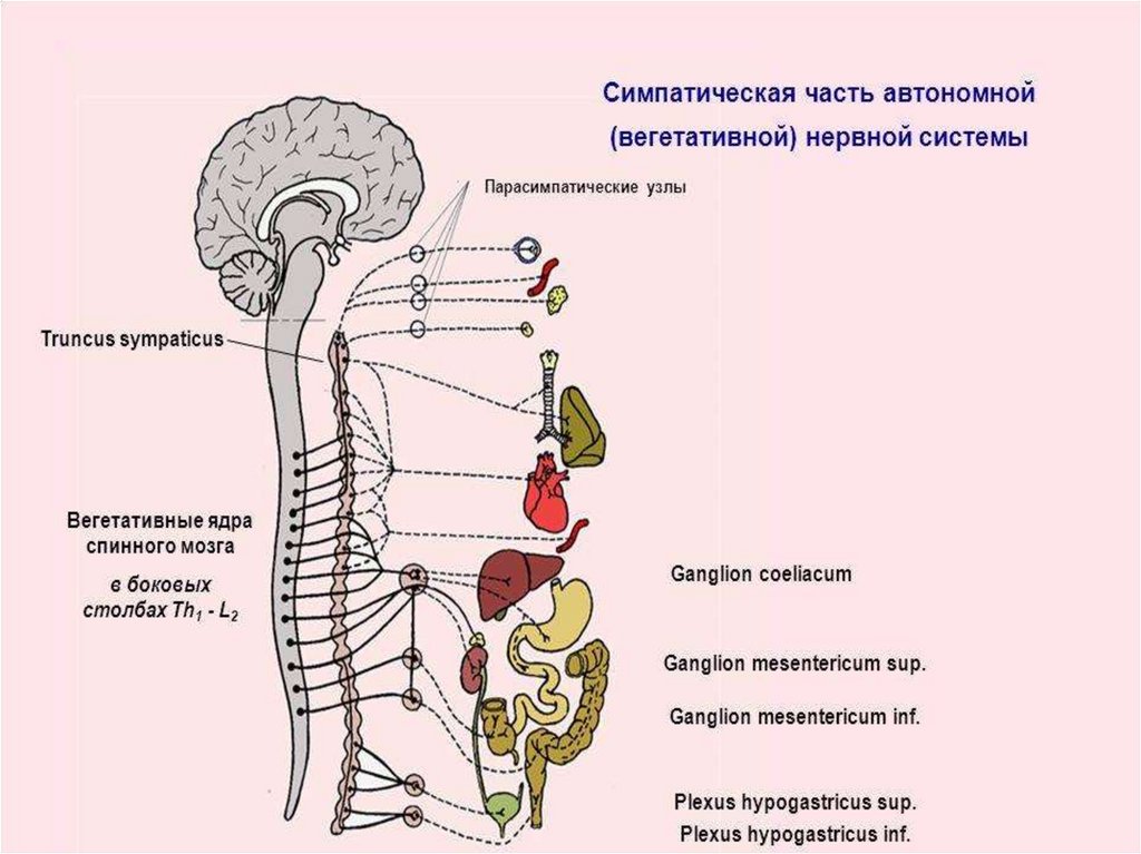 Парасимпатическая часть вегетативной. Парасимпатическая часть вегетативной нервной системы. Схема строения симпатической нервной системы. Парасимпатическая нервная система схема. Симпатическая вегетативная нервная система.