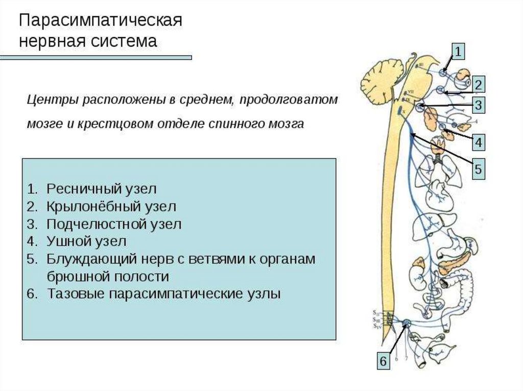 Где расположены симпатические вегетативные ядра. Ядра парасимпатического отдела вегетативной нервной системы. Нерв парасимпатическая нервная система. Центры парасимпатического отдела вегетативной нервной системы. Парасимпатические узлы ВНС.