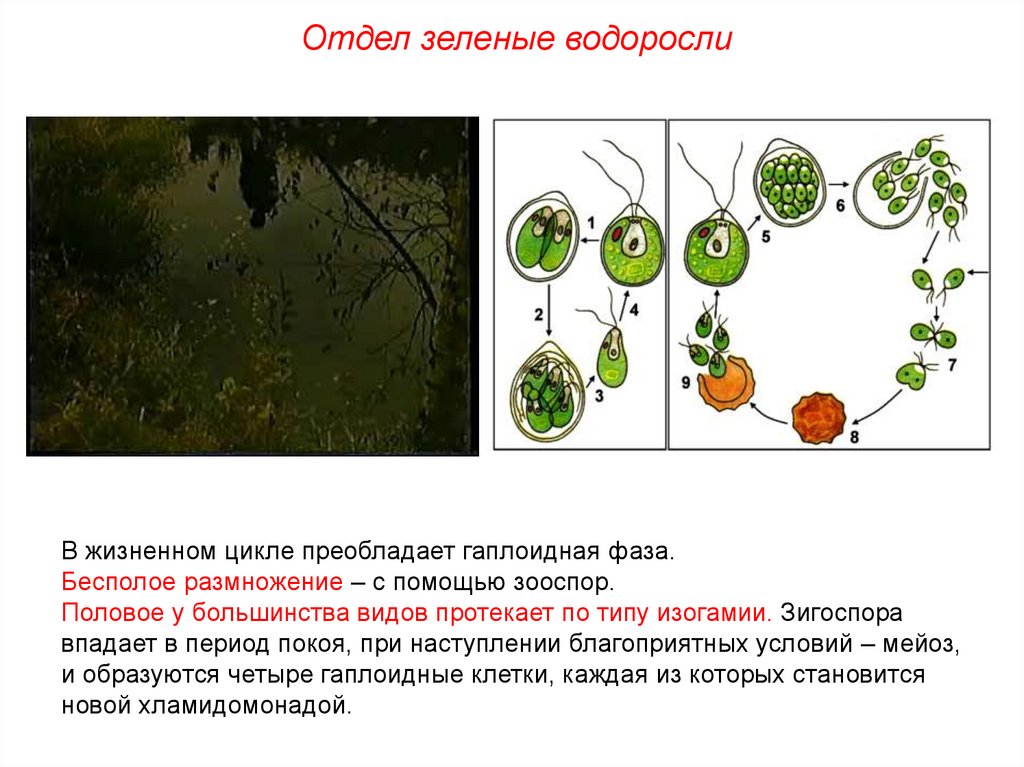 Что преобладает у водорослей. Размножение зеленых водорослей. Жизненный цикл водорослей. Жизненный цикл зеленых водорослей. Преобладание гаплоидного поколения в жизненном цикле.