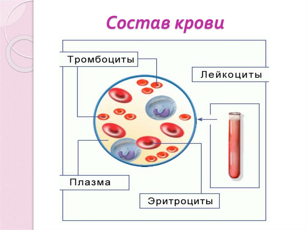 Элементы крови в материале. Форменные элементы крови. Плазма и форменные элементы крови. Кровь и форменные элементы крови рисунок. Форменные элементы крови картинки.