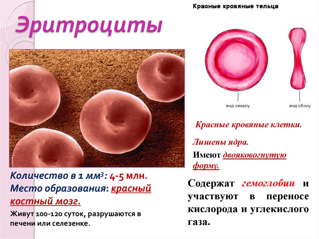 Красные элементы крови