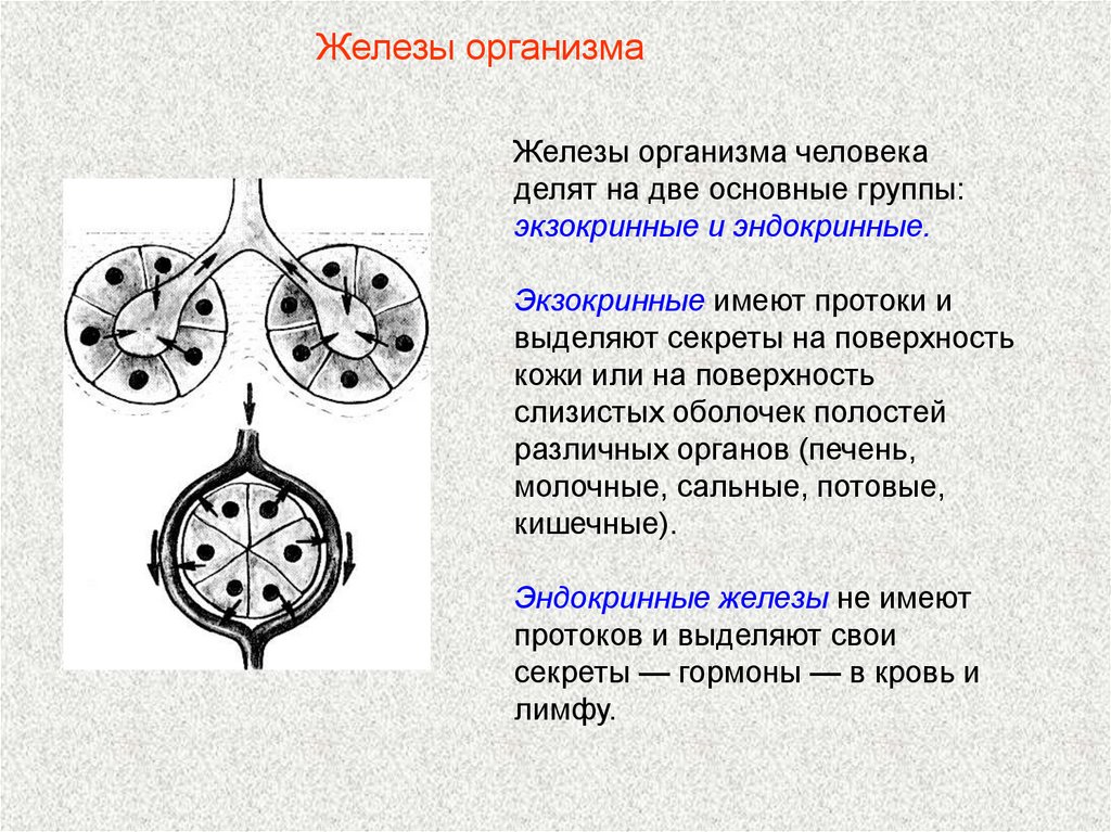 Презентация железы внутренней секреции и их функции 8 класс пасечник