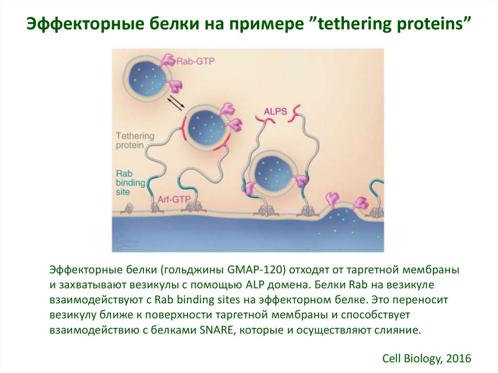 Синтез секреторных белков. Эффекторные белки. Эффекторные клетки явл исполнителями.