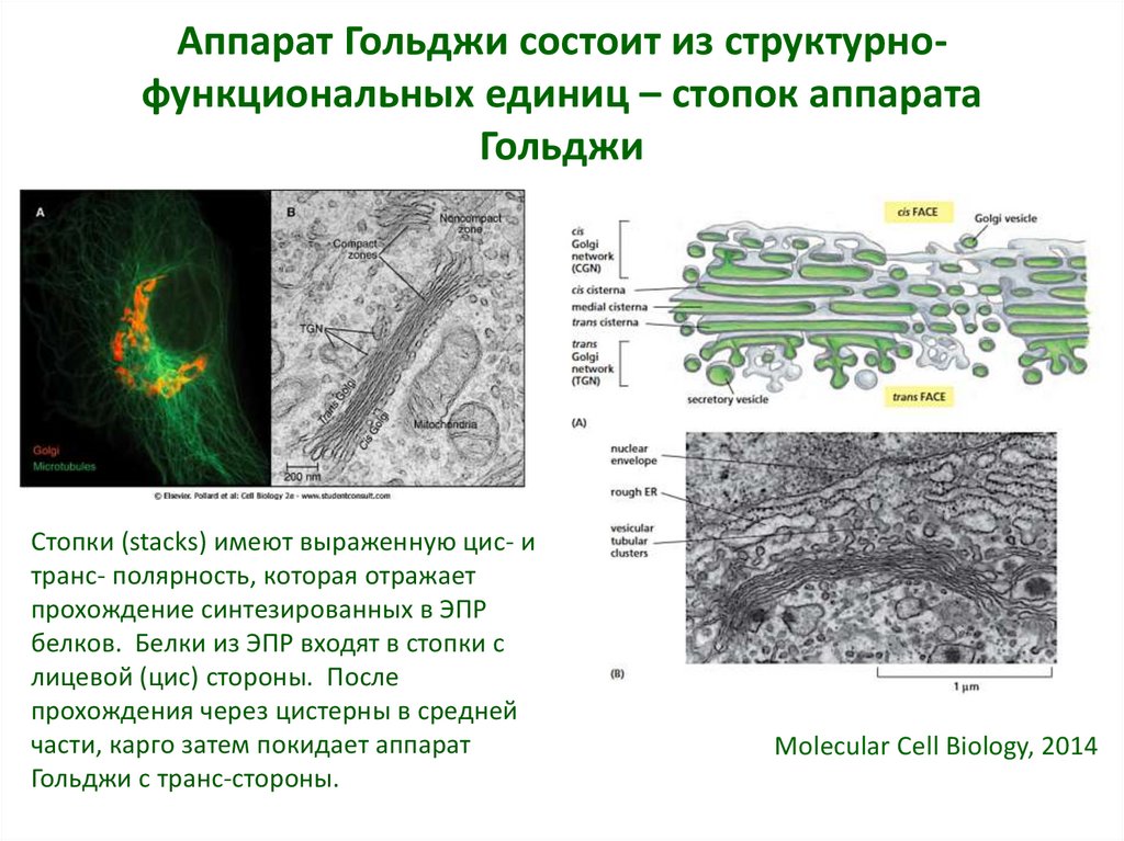 Функции гольджи