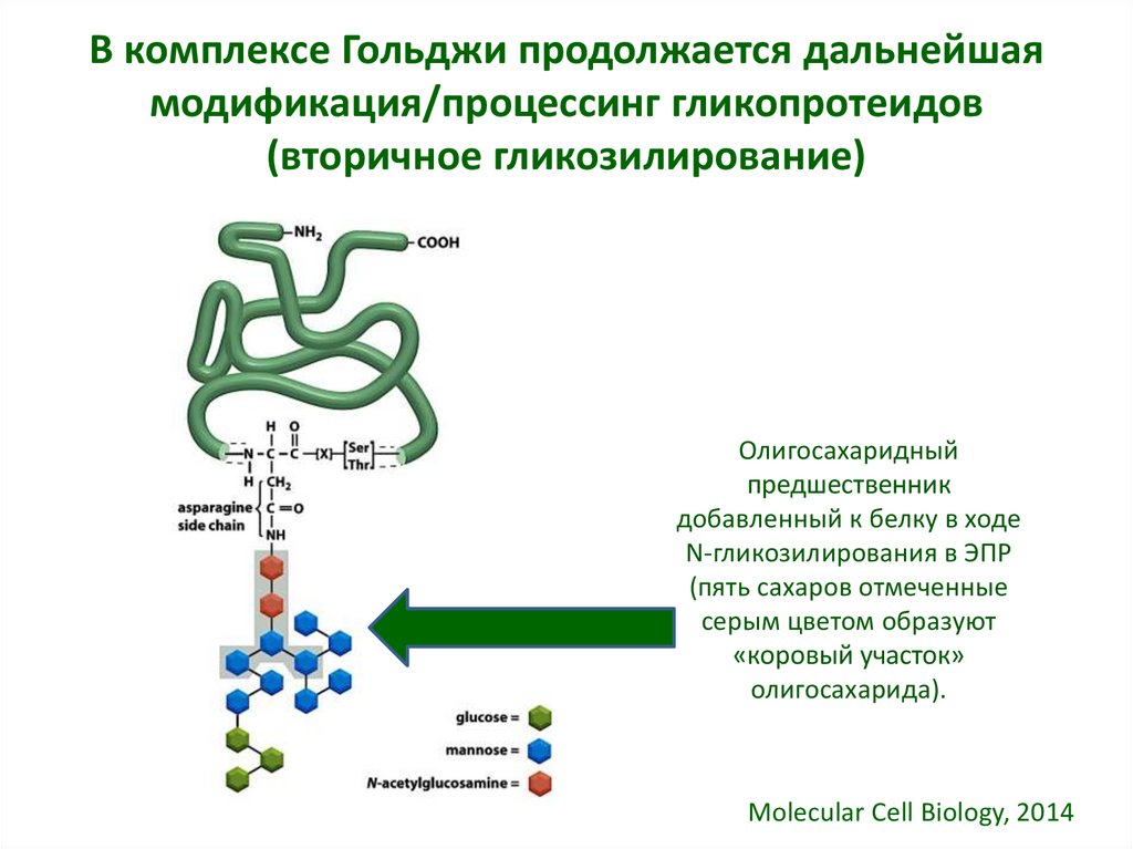 Осуществление синтеза и транспорта белка