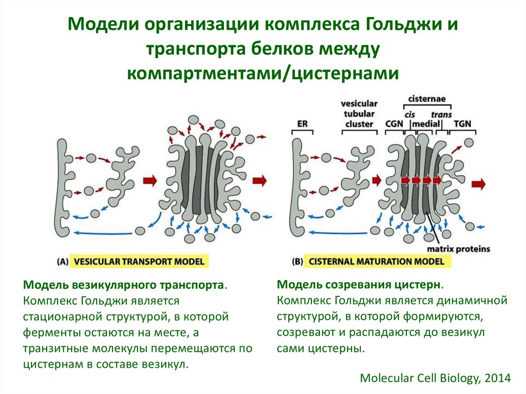 Какие формы мембранных структур образуют аппарат гольджи. Пищеварение клетки аппарат Гольджи. Функции белков в аппарате Гольджи. Секреторная функция комплекса Гольджи.