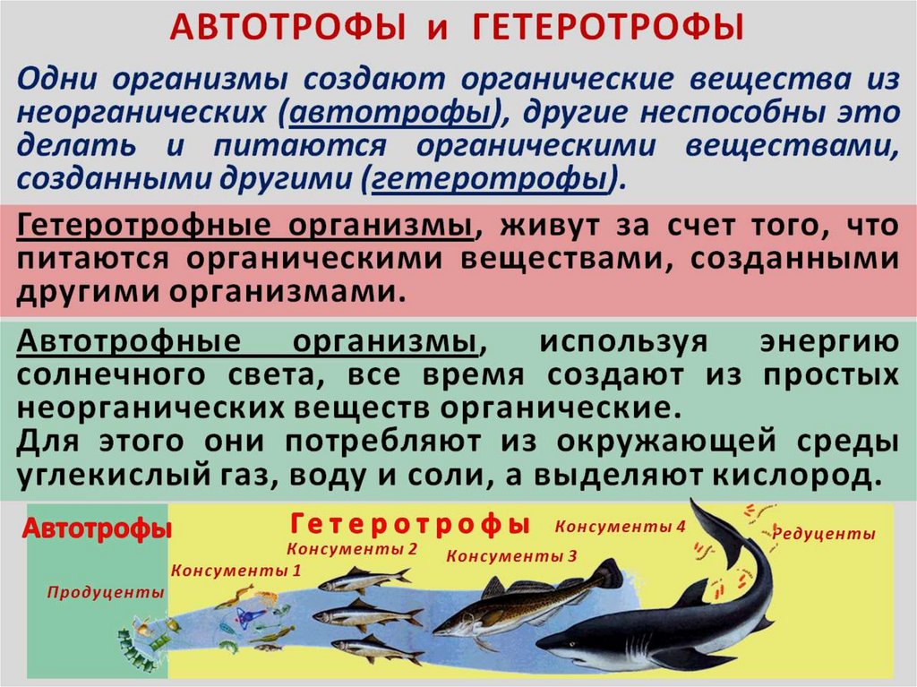 зоология предложение. зоология презентация. зоология предложение. биология изображение. зоология биология презентация.