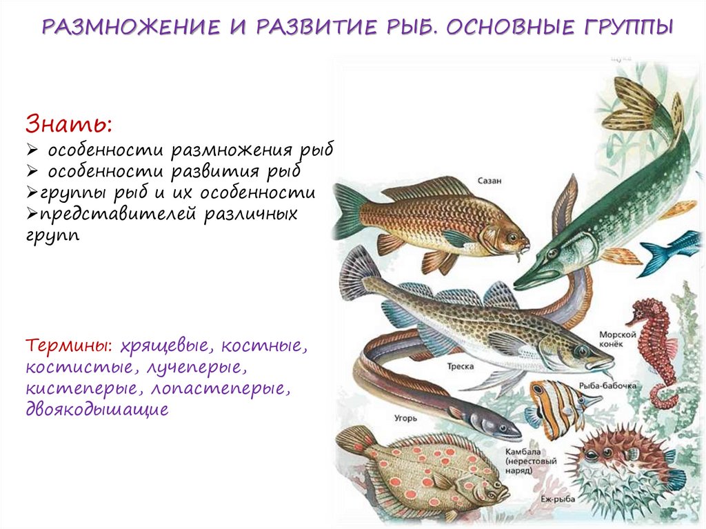 Какой тип развития у рыб