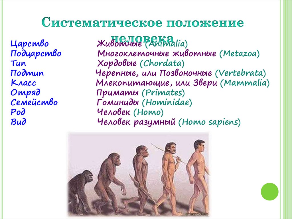 Определить систематическое положение человека. Место человека в отряде приматов. Систематическое положение человека схема.