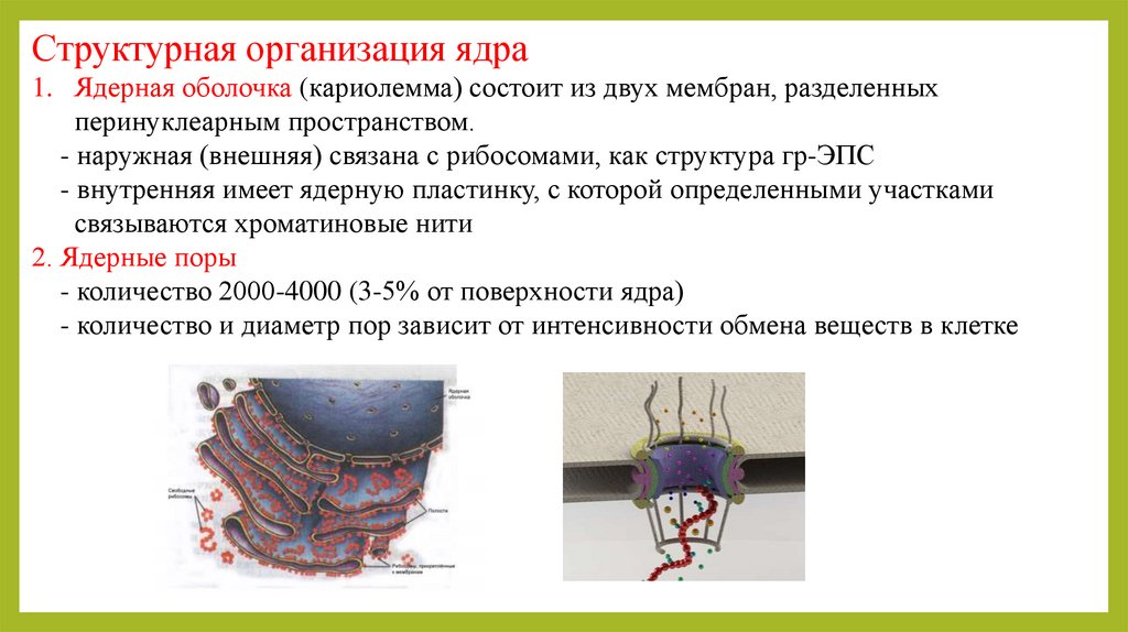 Хромосомы структурные компоненты ядра