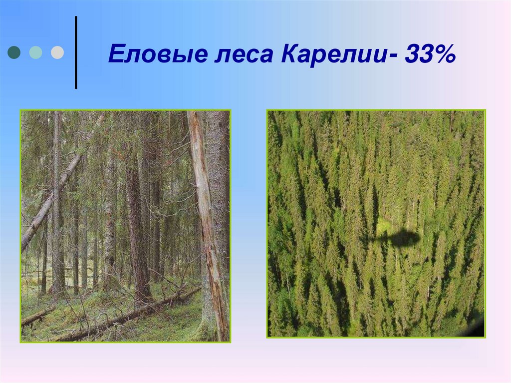 Еловые леса Карелии- 33%