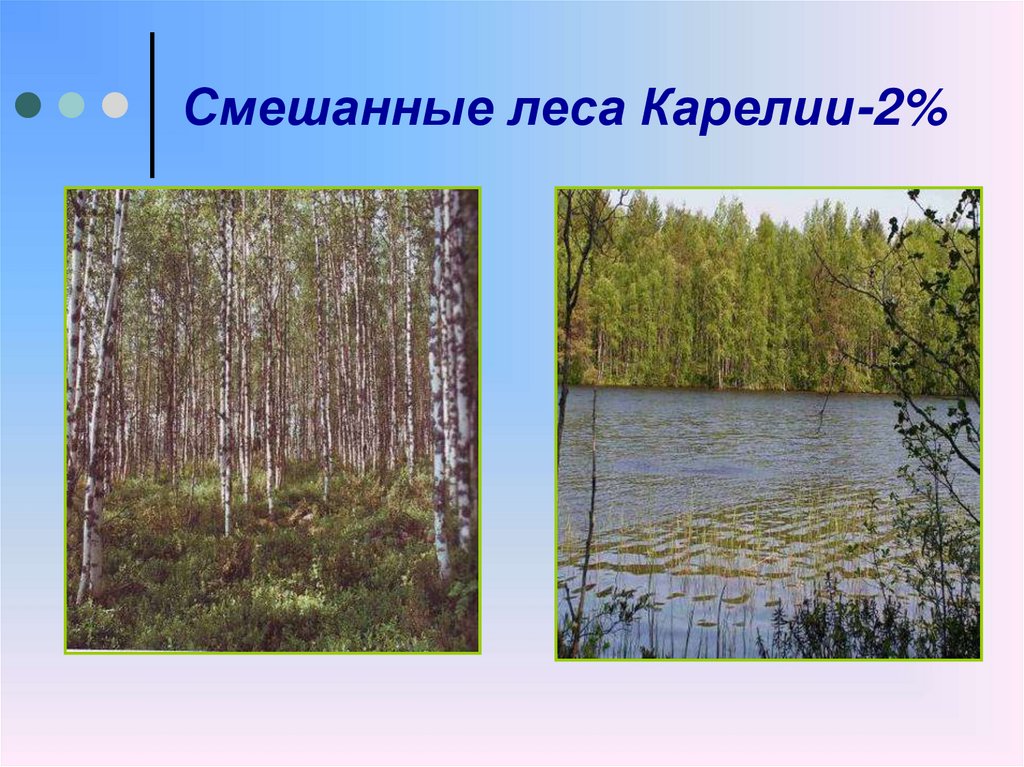 Смешанные леса Карелии-2%