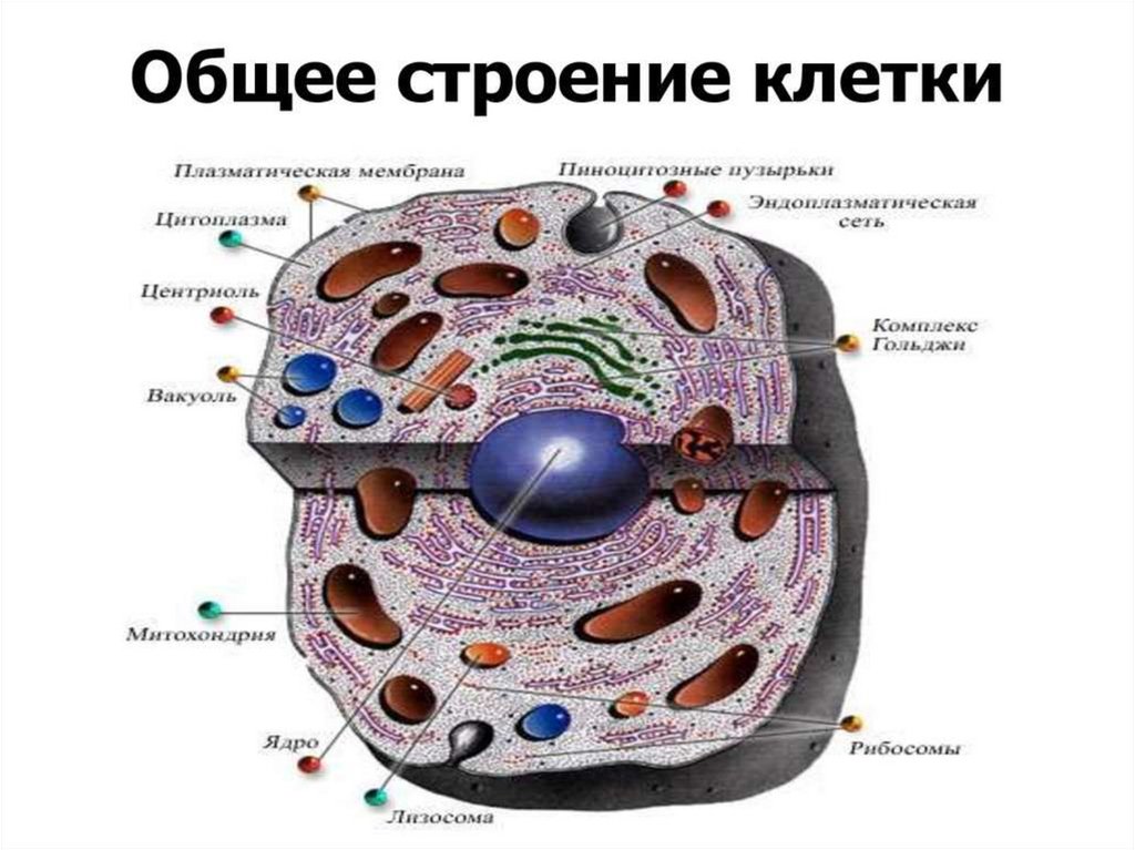 Мембраны клеток эукариот. Строение клетки гистология. Схема строения клетки гистология. Плазматическая мембрана клетки человека. Плазматическая мембрана животной клетки.