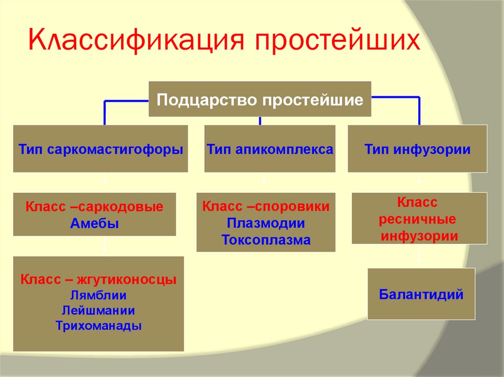 Классификация простейших схема