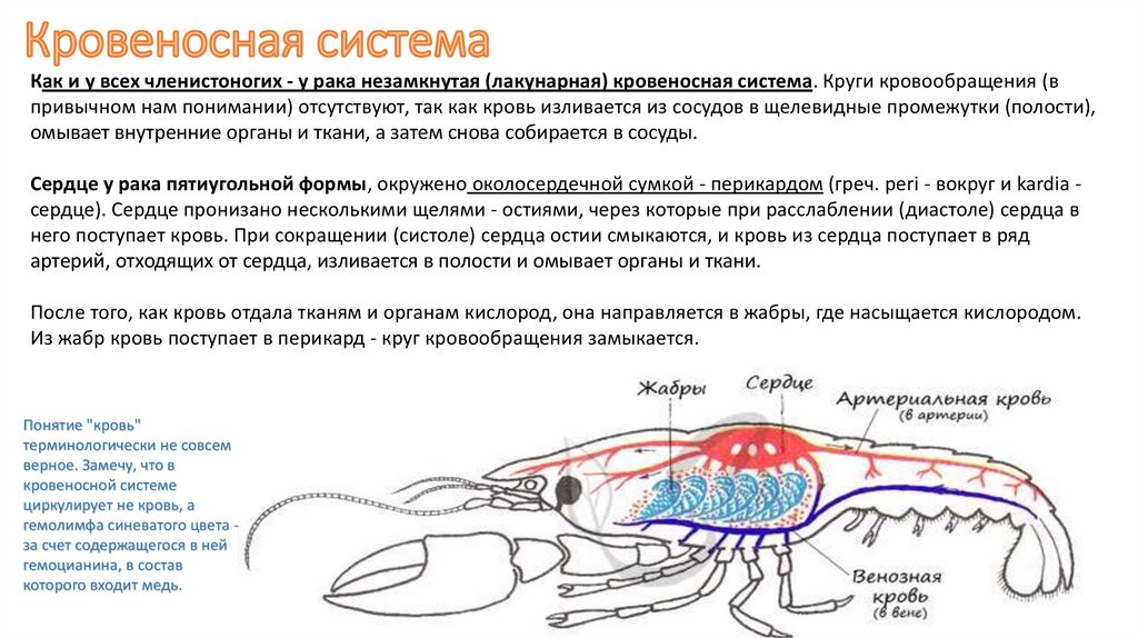 Незамкнутая кровеносная система членистоногих