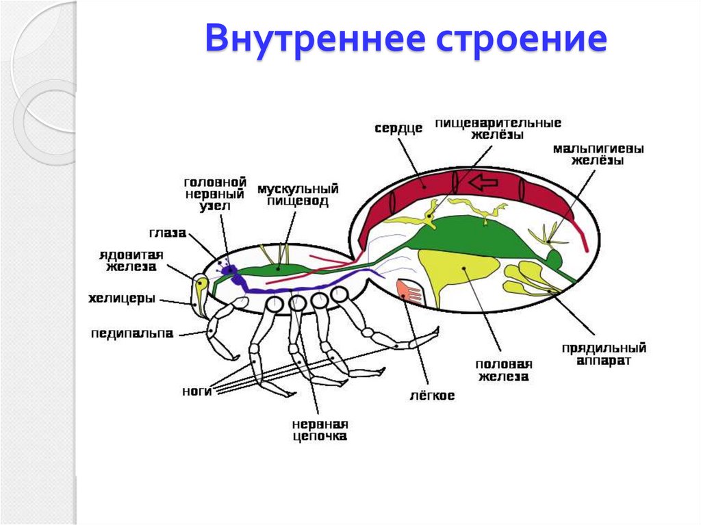 Дыхательная система паукообразных