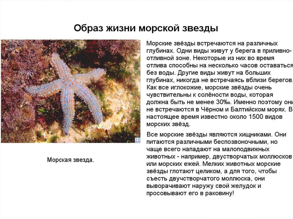 Иглокожие - презентация онлайн