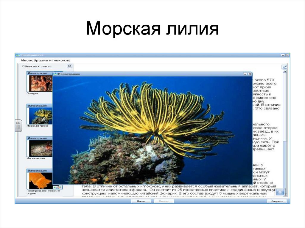 Морская лилия