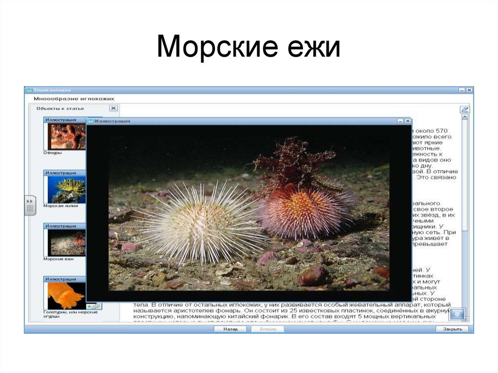 Морские ежи