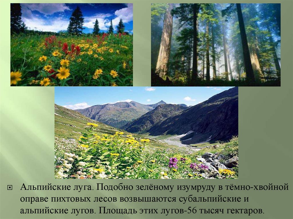 На какой высоте расположен субальпийский пояс кавказ. Субальпийские и Альпийские Луга Краснодарского края. Растения субальпийских лугов. Описание альпийских лугов. Альпийские Луга это в географии.