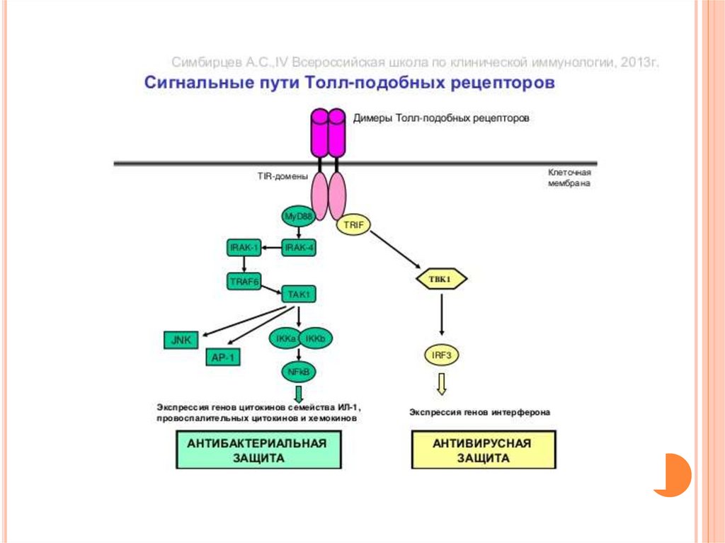 Интерлейкин 6 анализ. Строение toll-подобных рецепторов схема. Толл подобные рецепторы схема. Схема toll подобных рецепторов. Строение Толл подобных рецепторов схема.