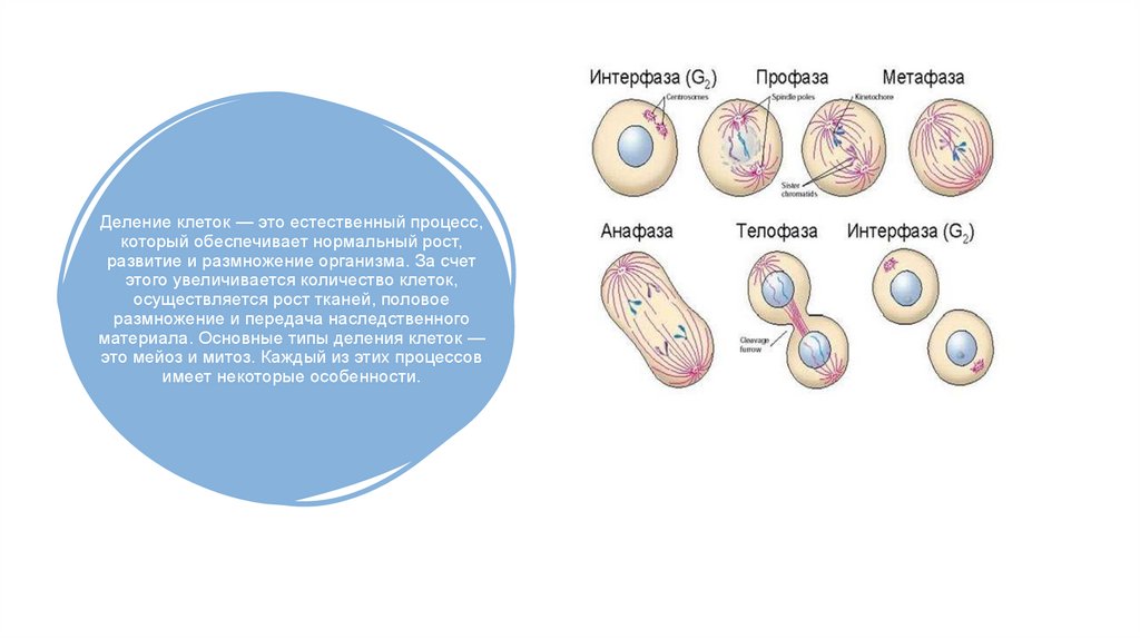 Нормальные деления. Жизненный цикл клетки митоз амитоз. Деление клетки митоз мейоз амитоз. Процесс деления клетки. Нормальное деление клеток.