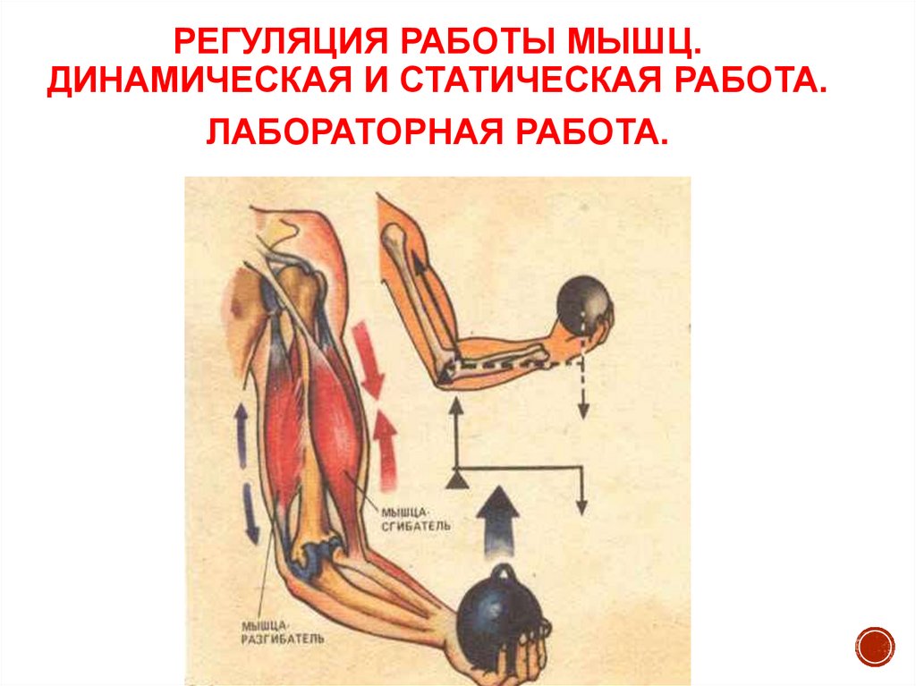 Работа мышц 8 класс