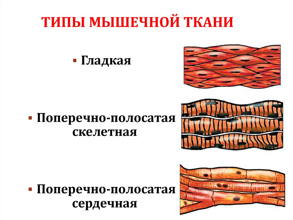 Какие виды мышечной ткани