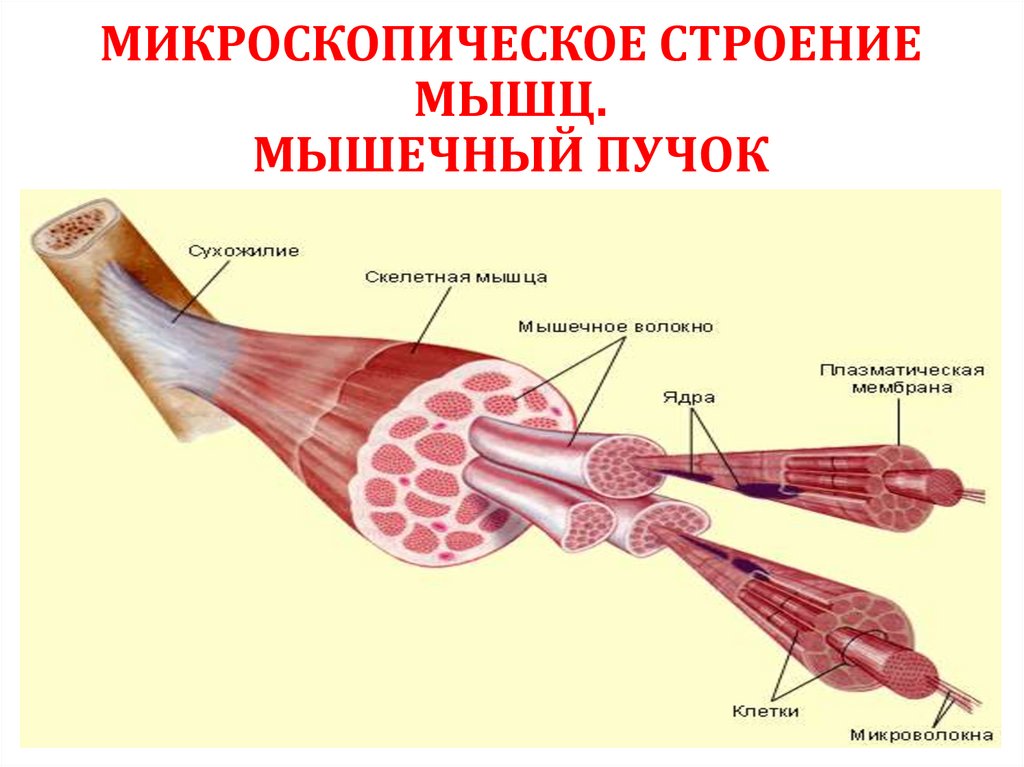 Рисунок мышечного пучка