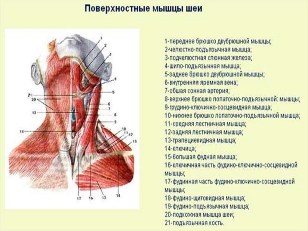 Мышцы шеи анатомия. Строение мышц шеи вид спереди. Поверхностные мышцы шеи вид сзади. Мышцы шеи вид спереди анатомия. Поверхностные срединные и глубокие мышцы шеи вид сбоку.