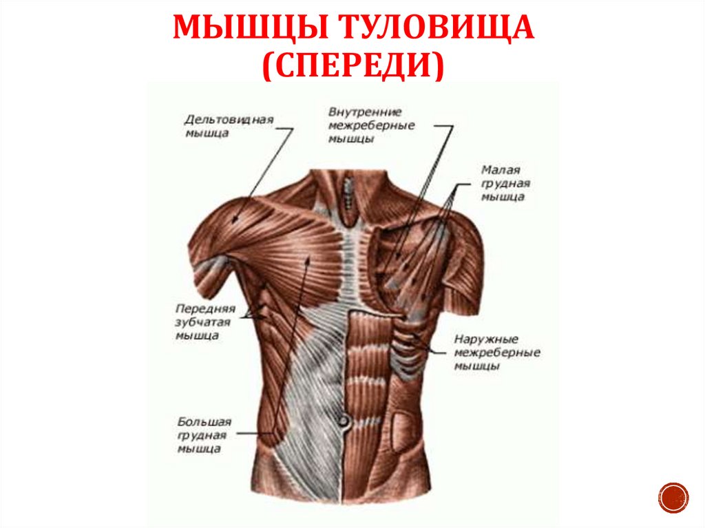 Мышцы туловища человека