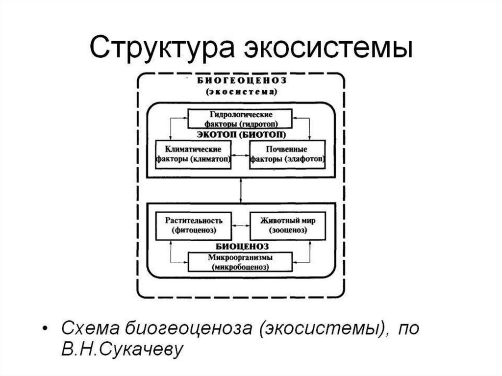 Структурные элементы биогеоценоза. Схема структурных компонентов биогеоценоза по Сукачеву. Схема биогеоценоза по в.н Сукачеву. Структура биогеоценоза схема по Сукачеву. Структура агроэкосистемы схема.