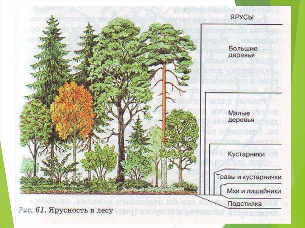 Ярусное строение биогеоценоза схема