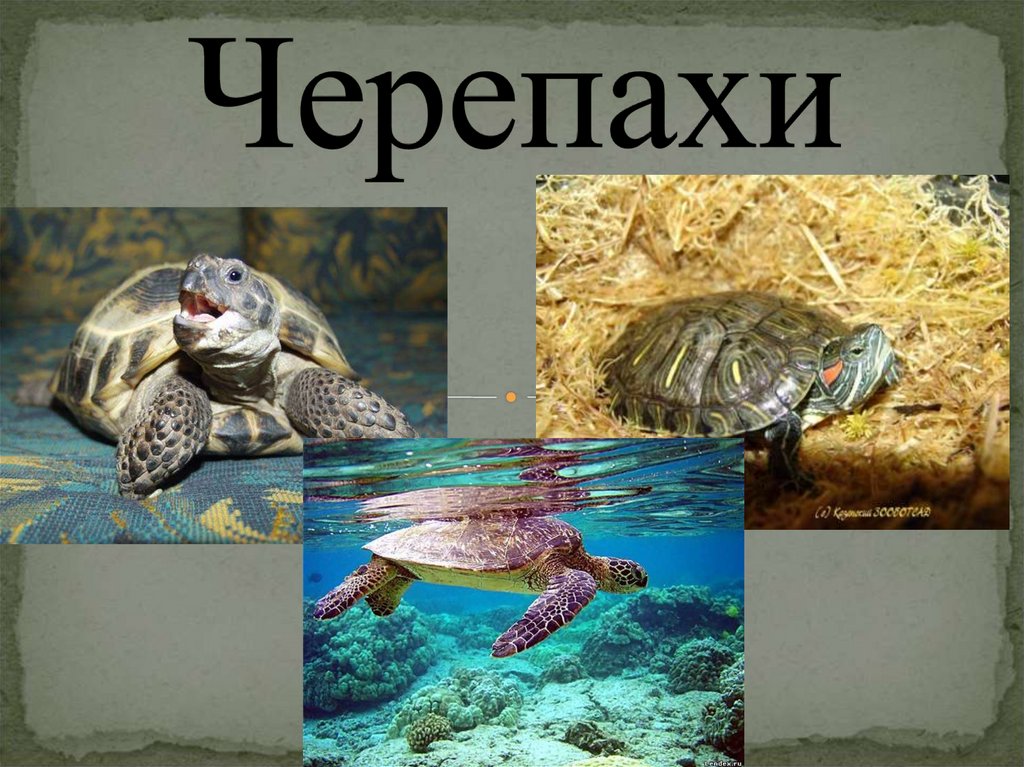 Черепахи 8 класс биология. Черепаха для презентации. Черепахи слайд. Проект про черепаху. Презентация на тему черепахи.
