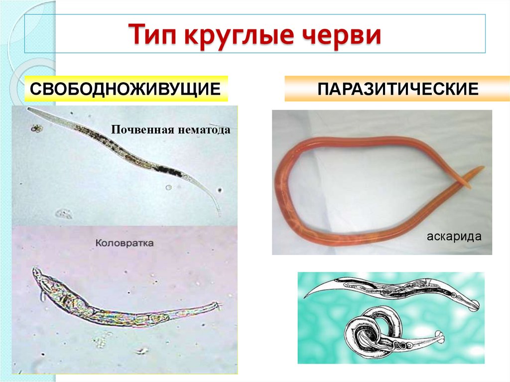 Почему круглых червей. Свободноживущие круглые черви представители. Круглые черви нематоды паразиты. Паразитические черви Тип круглые черви. Тип круглые черви класс нематоды.
