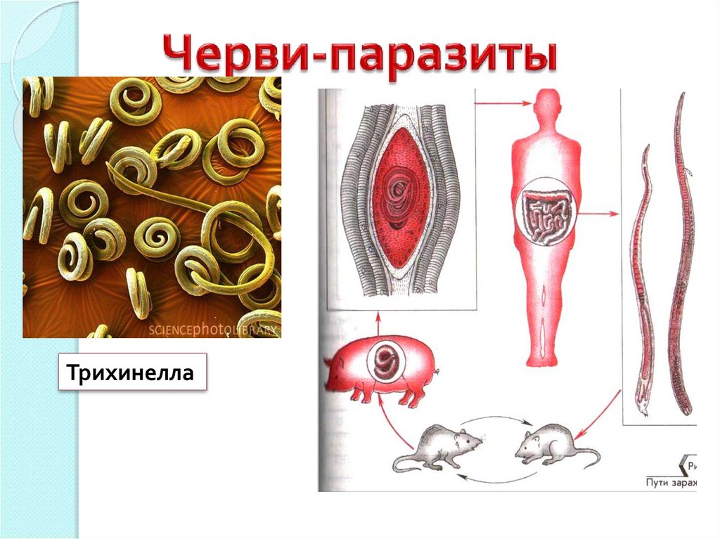 Паразитические черви презентация