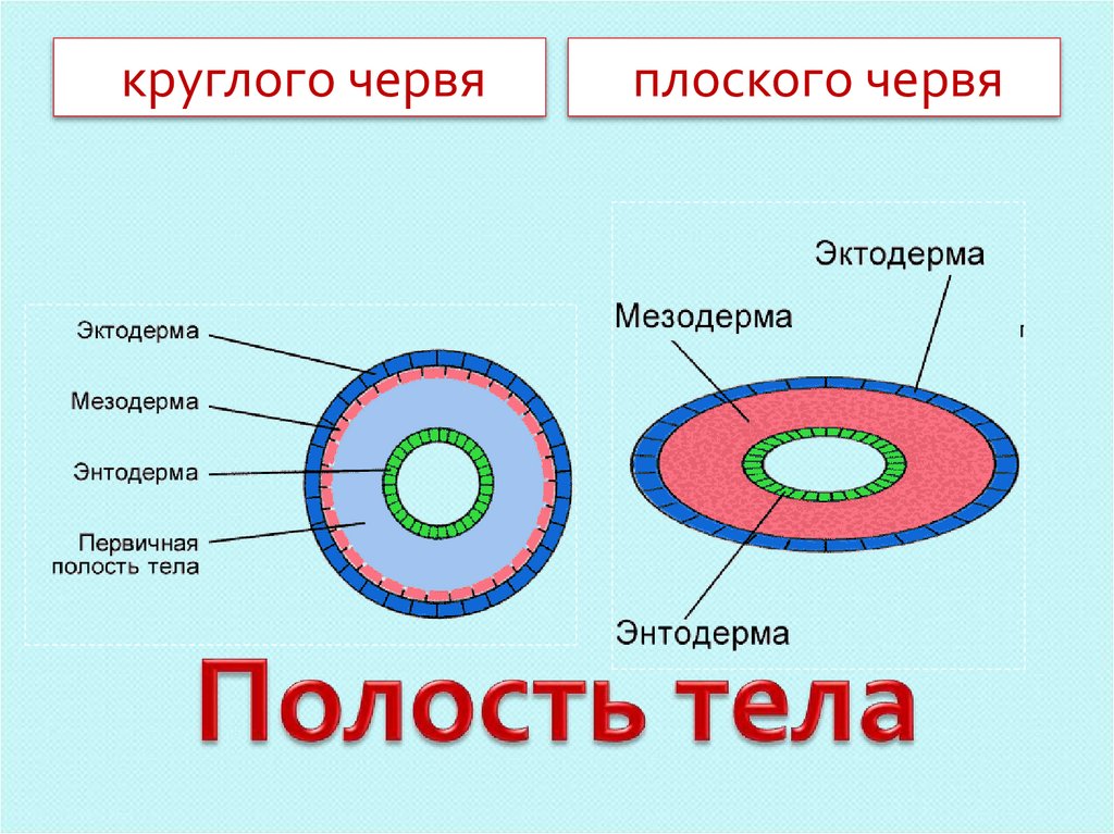 Плоские черви первичная полость тела. Первичная и вторичная полость тела червей. Вторичная полость тела схема.