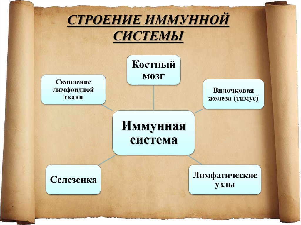СТРОЕНИЕ ИММУННОЙ СИСТЕМЫ
