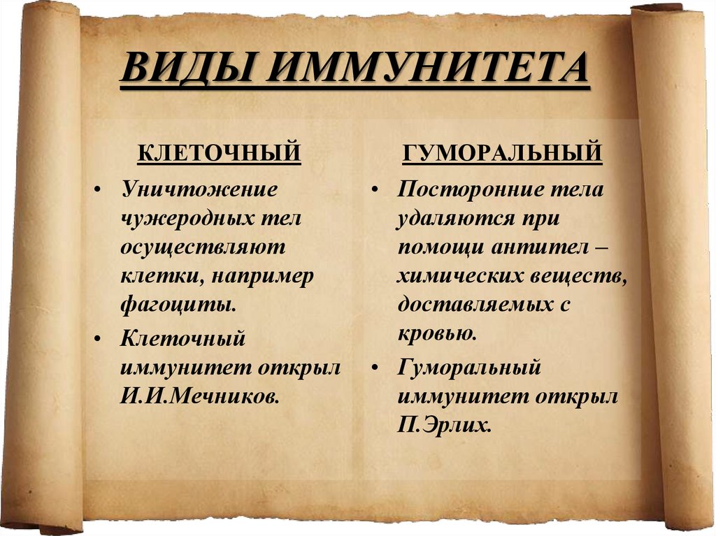 Клеточный иммунитет. Клеточный и гуморальный иммунитет. Разница клеточного и гуморального иммунитета. Механизм клеточного и гуморального иммунитета. Клетчоный и угпормальынй иимуниет.