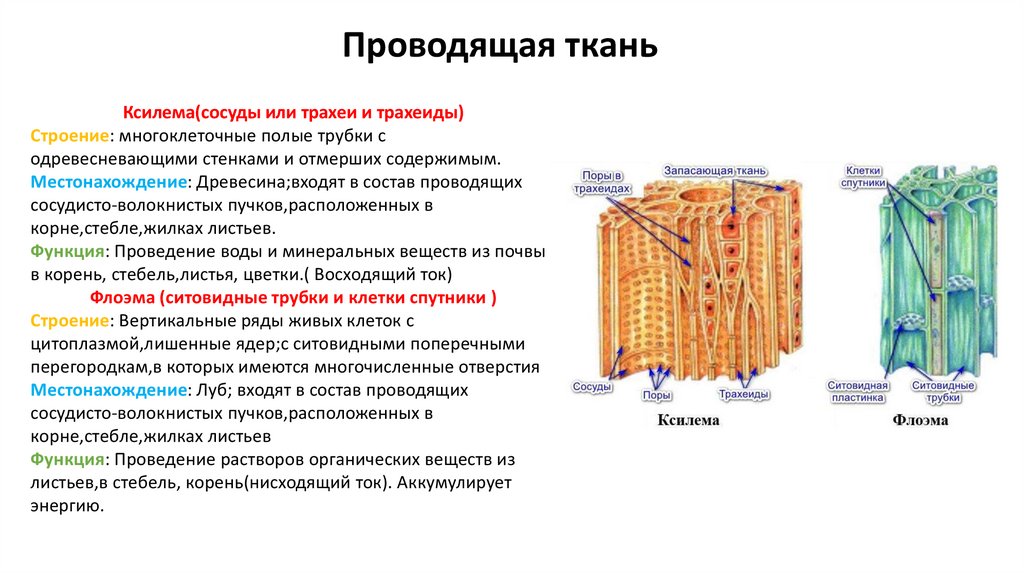 Проводящая ткань фото