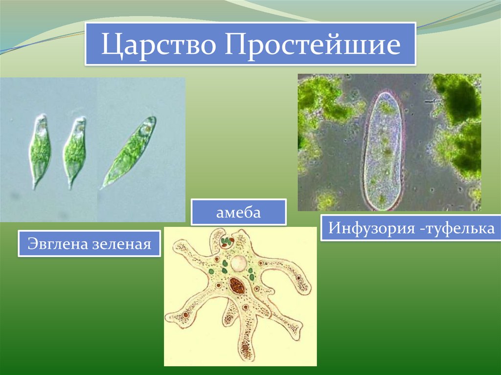 Одноклеточным организмом не является. Эвглена зеленая царство. Простейшие одноклеточные организмы 5 класс биология. Одноклеточные животные эвглена зеленая. Одноклеточные инфузория амеба эвглена зеленая.