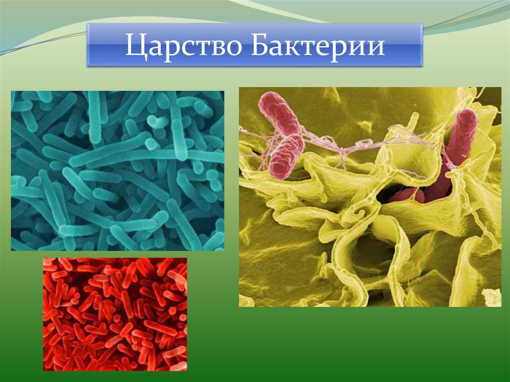 Три примера царства бактерий. Царство бактерий. Биология царство бактерий. Бактерии царство живой природы. Бактерии 5 класс.
