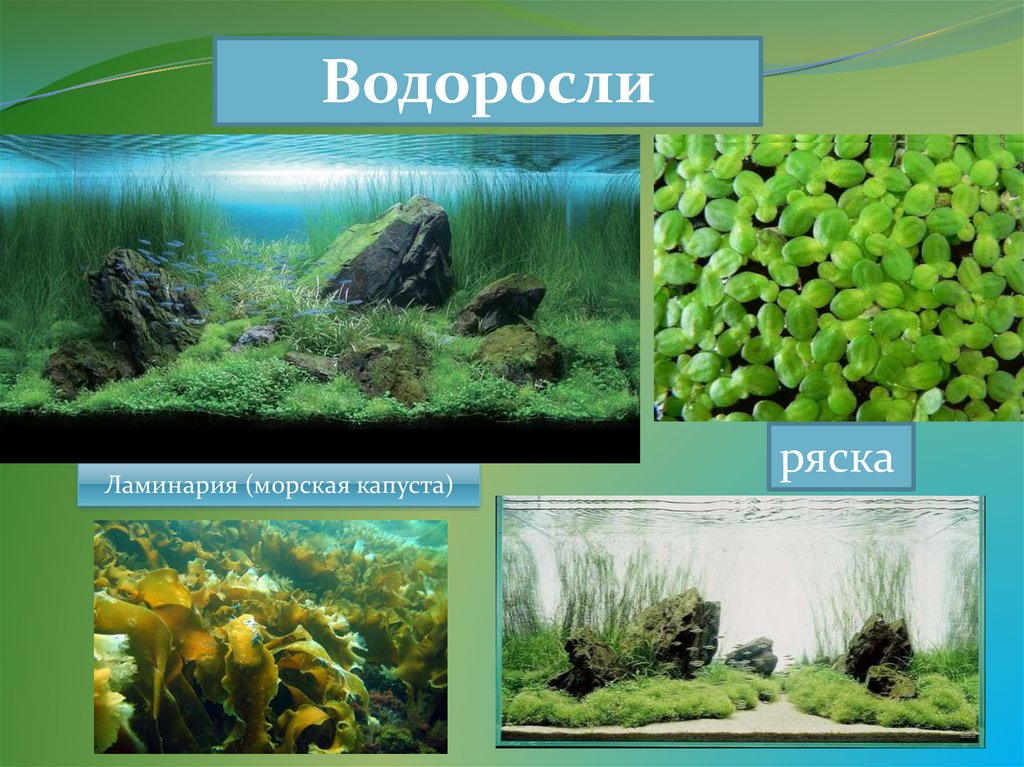 Три примера группы растений водоросли. Водоросли. Разнообразные водоросли. Несколько видов водорослей. Водоросли окружающий мир.
